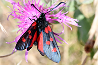 Zygaena filipendulae Zygaena filipendulae